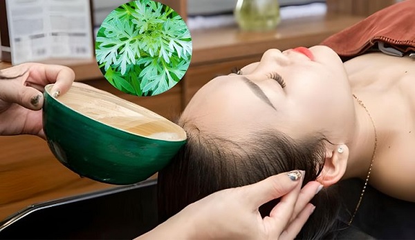 Gội đầu bằng cây ngải cứu mang lại nhiều tác dụng tuyệt vời cho mái tóc